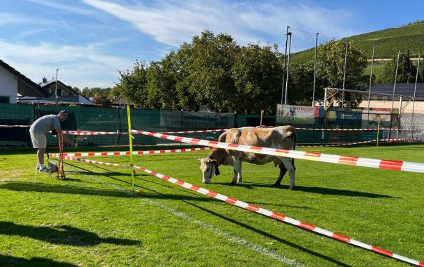 Unser Sportliche Leiter beim Anlocken der Kuh "Gisela"